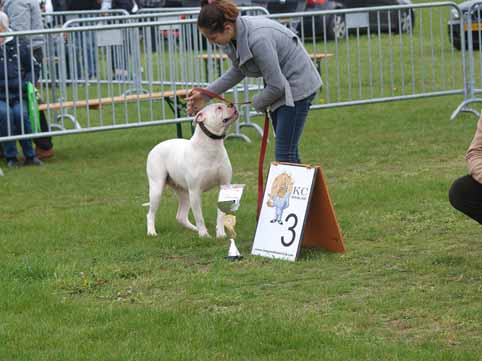 american bulldog darkenwald